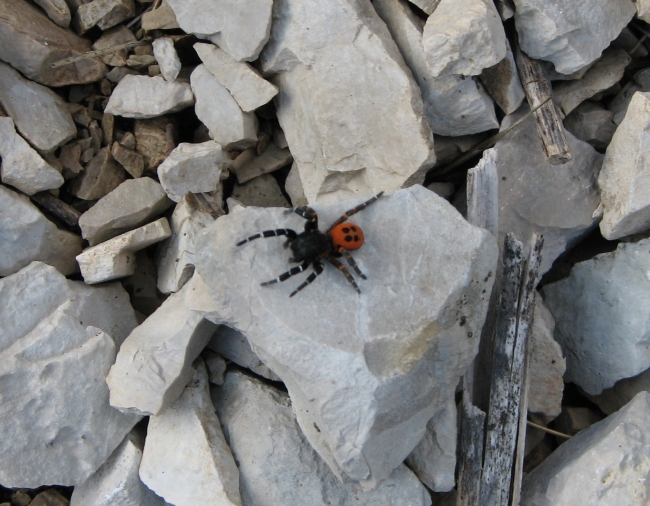 Eresus sp.